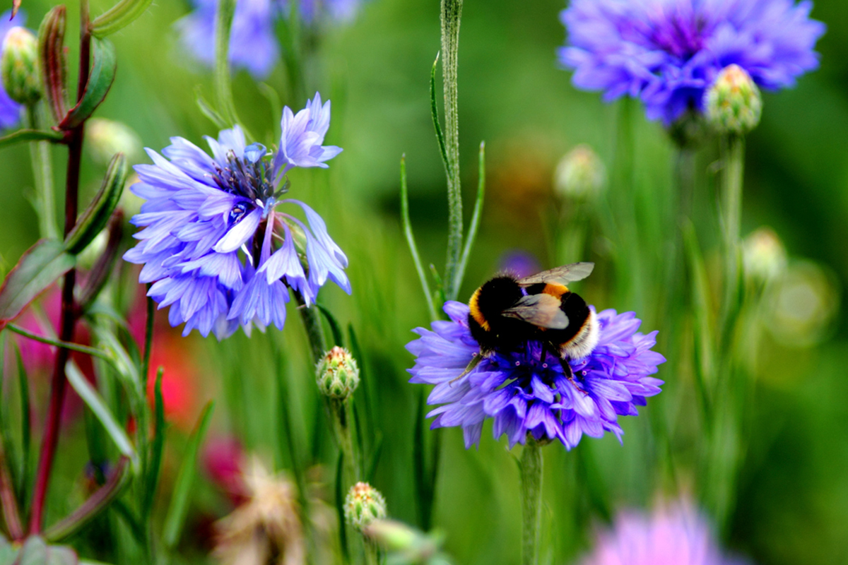 Buzzing-bees-and-beetles